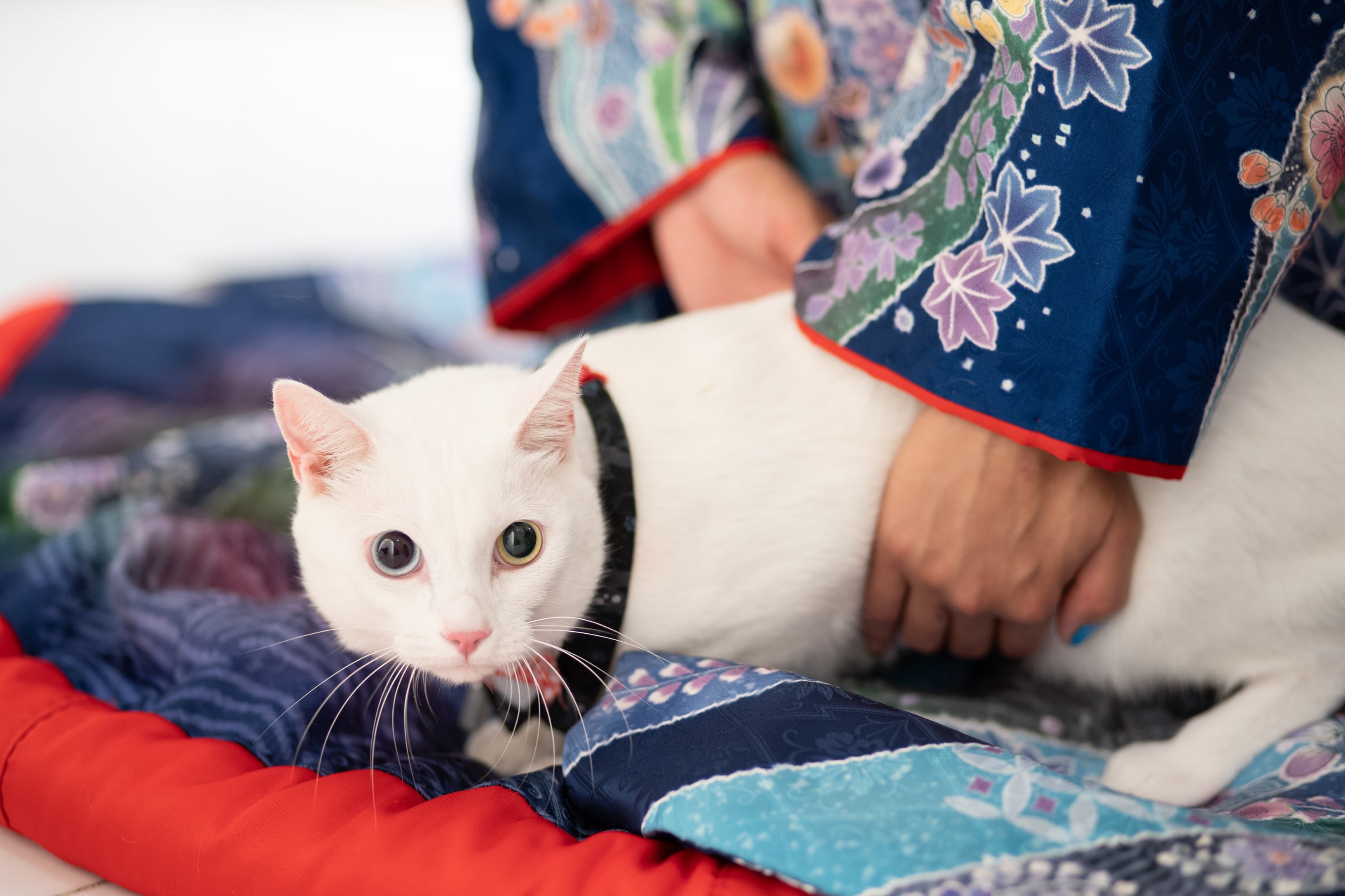 ネコちゃんフォトウエディング特集！！！